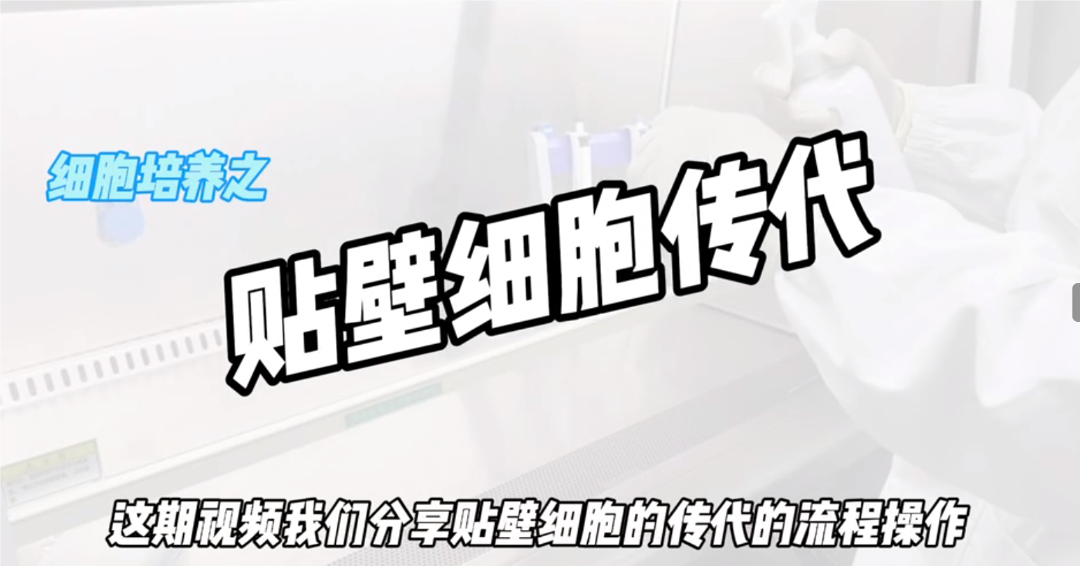 細(xì)胞培養(yǎng)——貼壁細(xì)胞傳代操作視頻